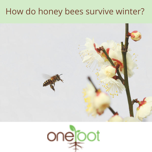 How Do Honey Bees Survive Winter? They Hug! - Oneroot Honey