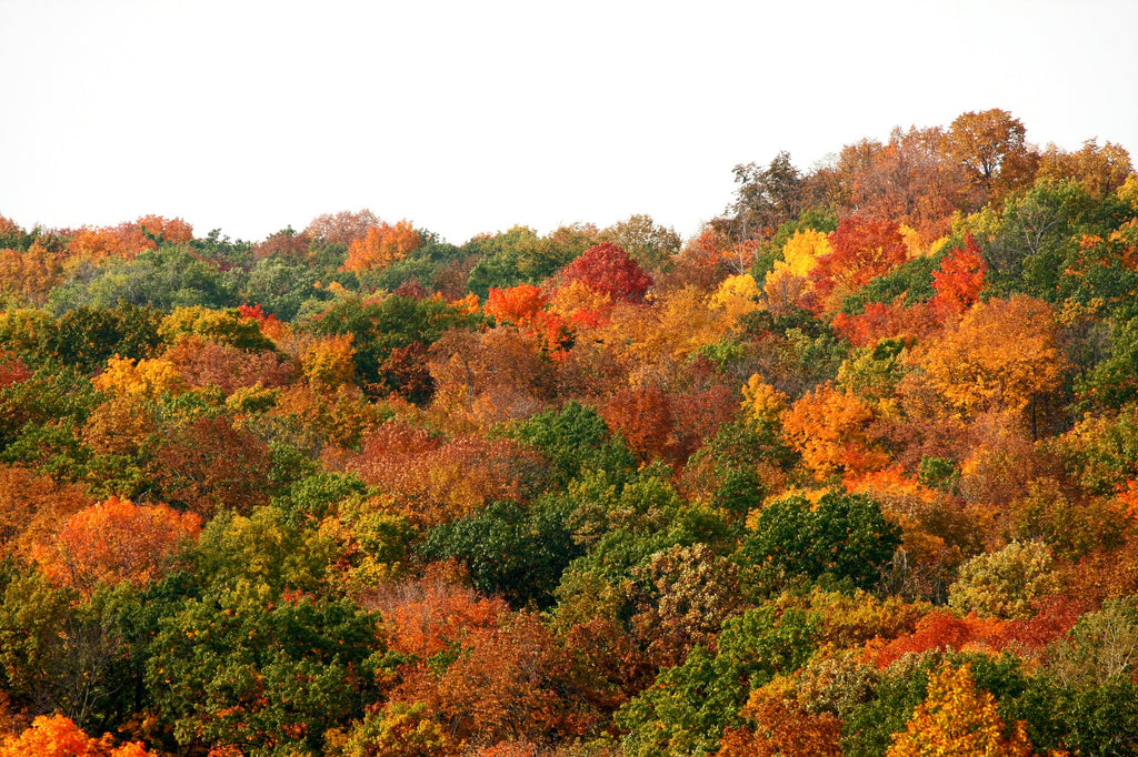 Maple Tree Forest