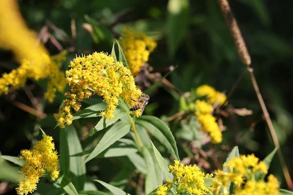 Bee on Goldenrods